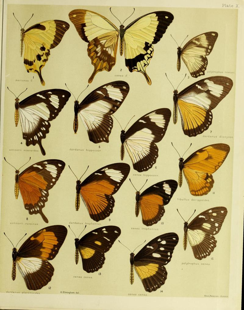 African mimetic butterflies (19575386592)