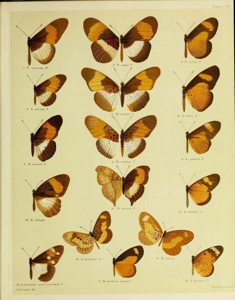 African mimetic butterflies (19586557381)