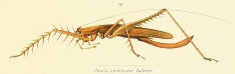 Afrophisis carminator (Bolívar, 1906)