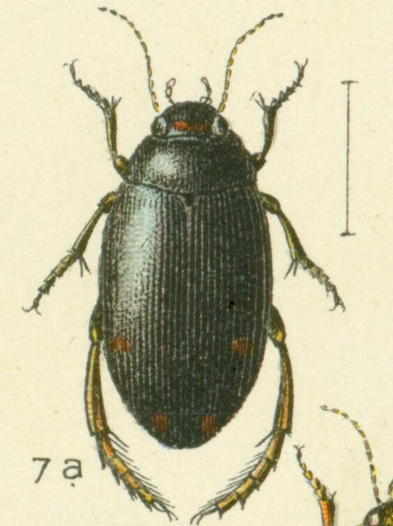 Agabus bigutattus Reitter-1908 table37 (cropped)