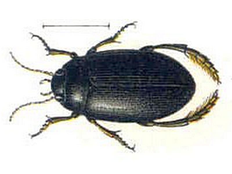 Agabus melanarius02
