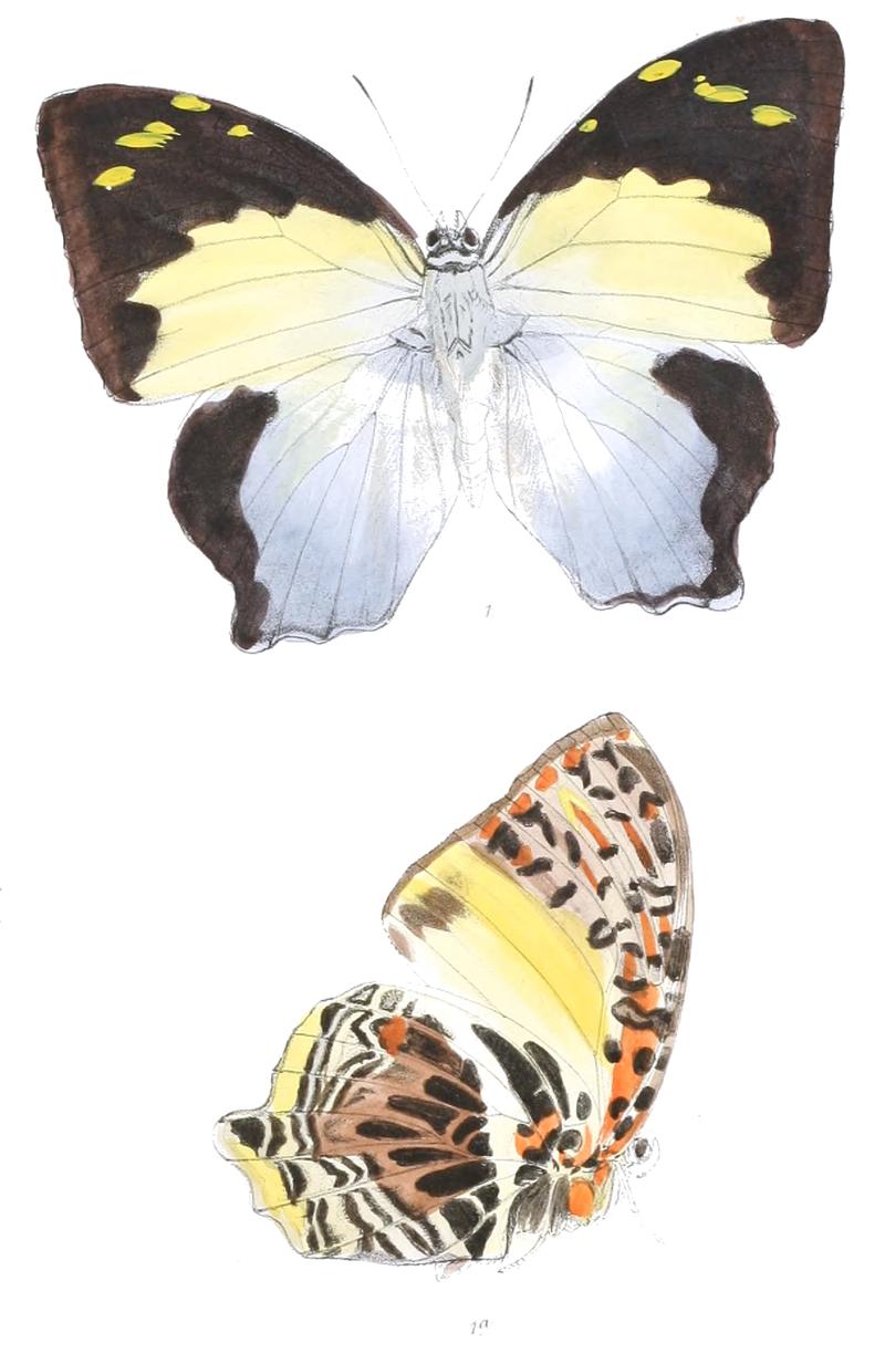 AgatasaBelisamaM 327 1