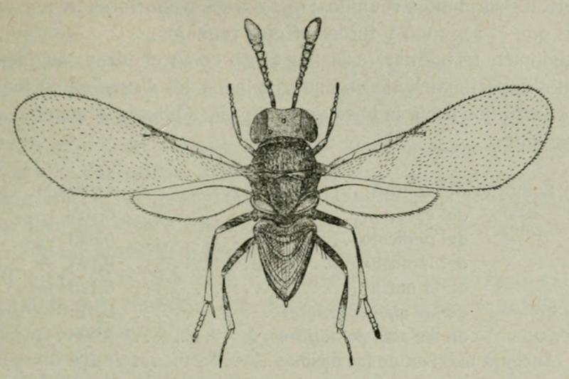 Ageniaspis fuscicollis (Dalman, 1820) Fauna iberica 1921 p337 Fig143