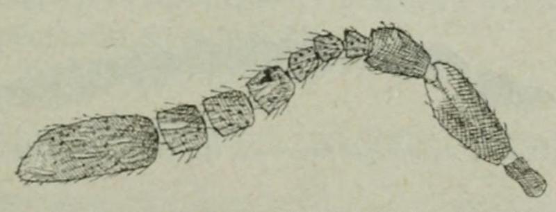 Ageniaspis fuscicollis (Dalman, 1820) Fauna iberica 1921 p337 Fig144