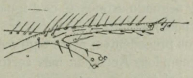 Ageniaspis fuscicollis (Dalman, 1820) Fauna iberica 1921 p337 Fig145