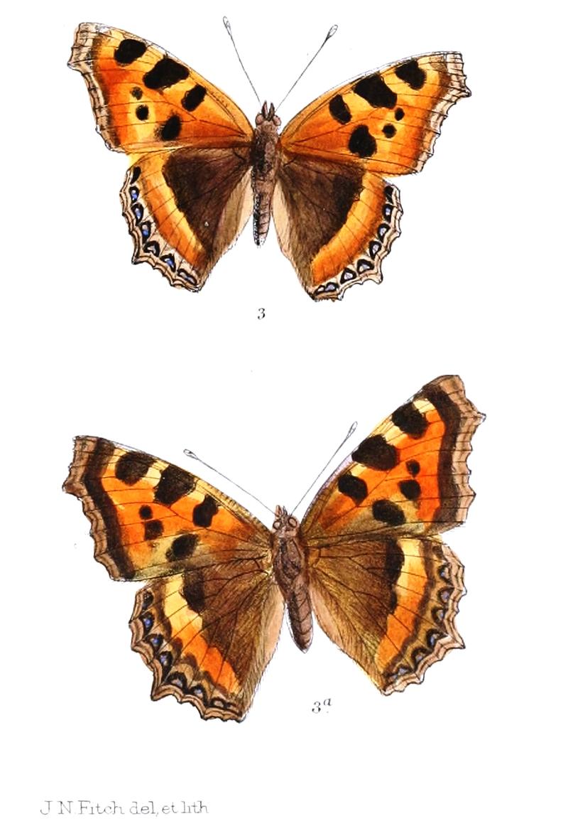 AglaisKaschmirensis 316 3