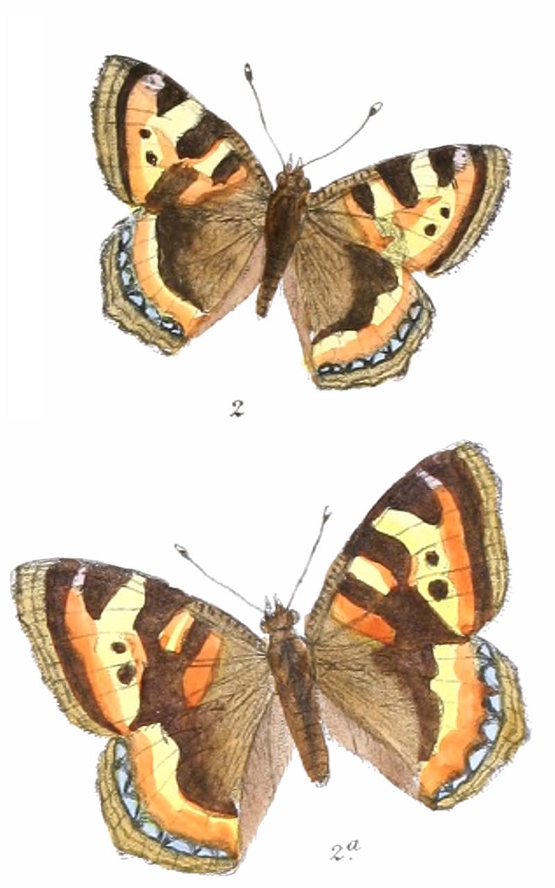 AglaisLadakensis 317