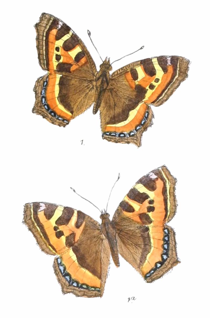 AglaisRizana 317