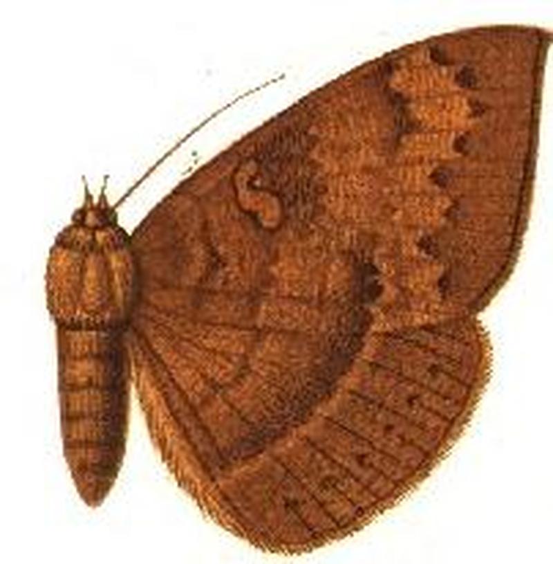 Agonista ciliata female