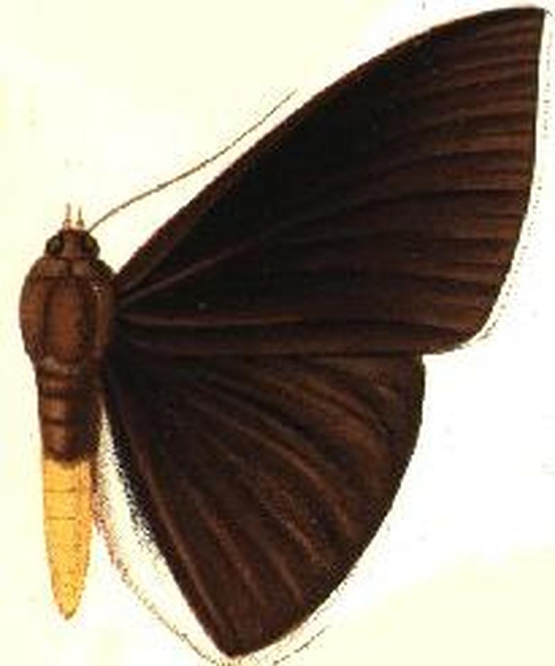 Agonista endoleuca male