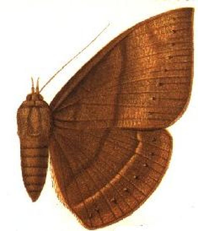 Agonista hypoleuca female