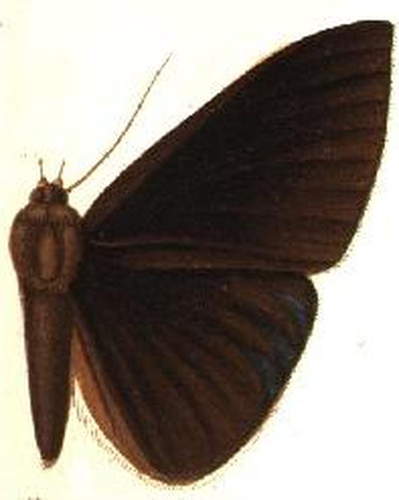 Agonista hypoleuca male