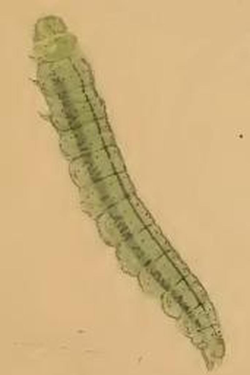 Agonopterix alstroemeriana larva ill