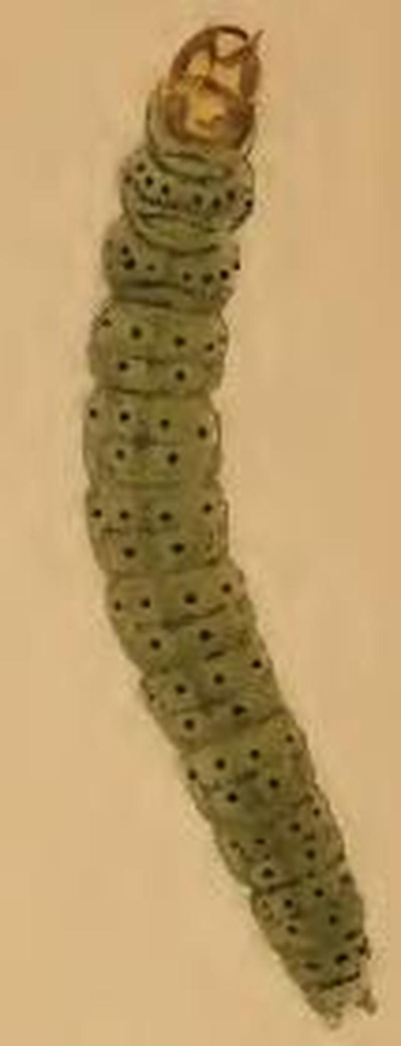 Agonopterix angelicella larva