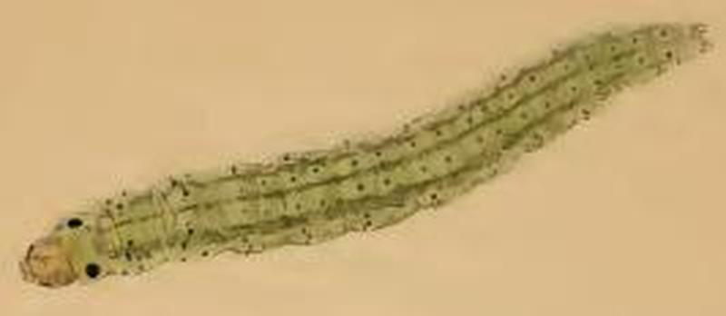 Agonopterix arenella larva