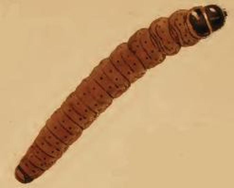 Agonopterix assimilella larva