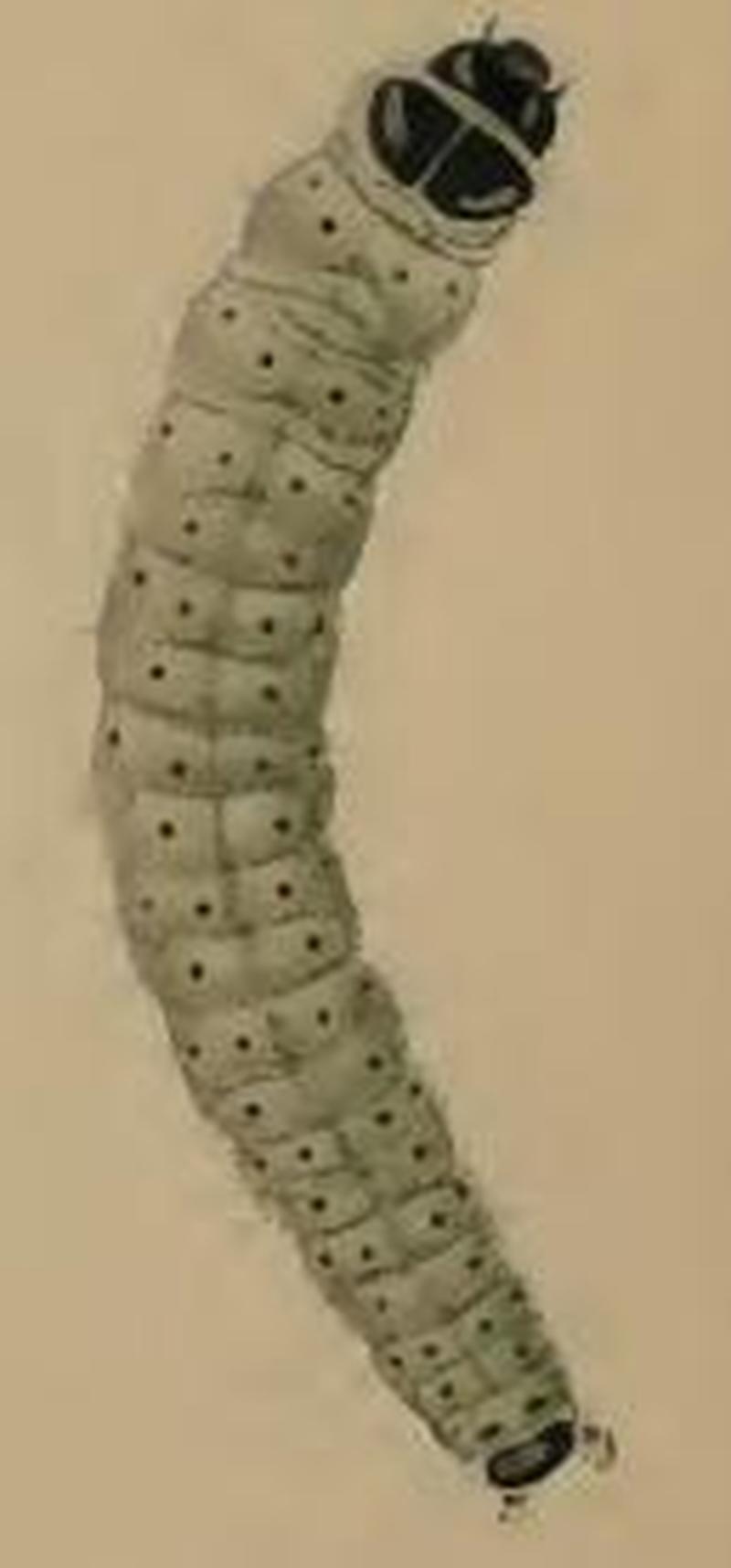 Agonopterix carduella larva