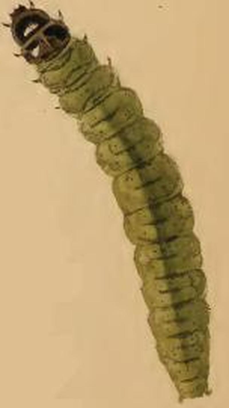 Agonopterix cnicella larva