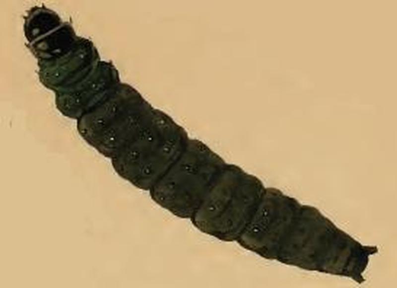 Agonopterix furvella larva