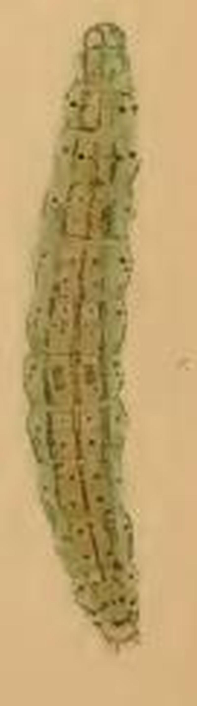 Agonopterix heracliana larva