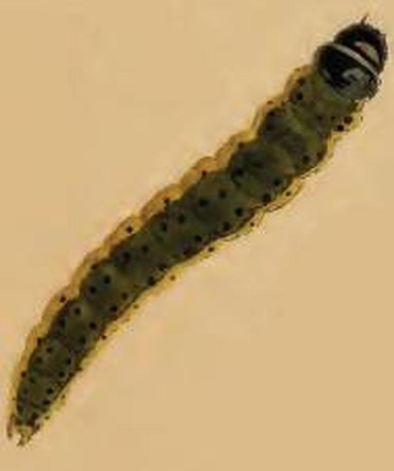 Agonopterix heracliana larva2