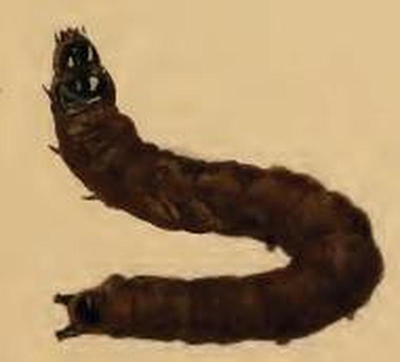 Agonopterix kaekeritziana larva