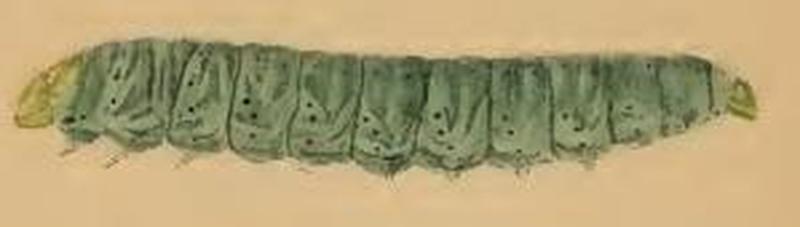 Agonopterix liturosa larva