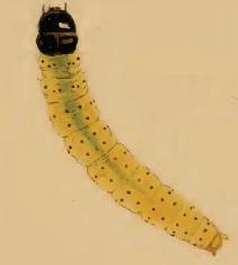 Agonopterix nanatella larva