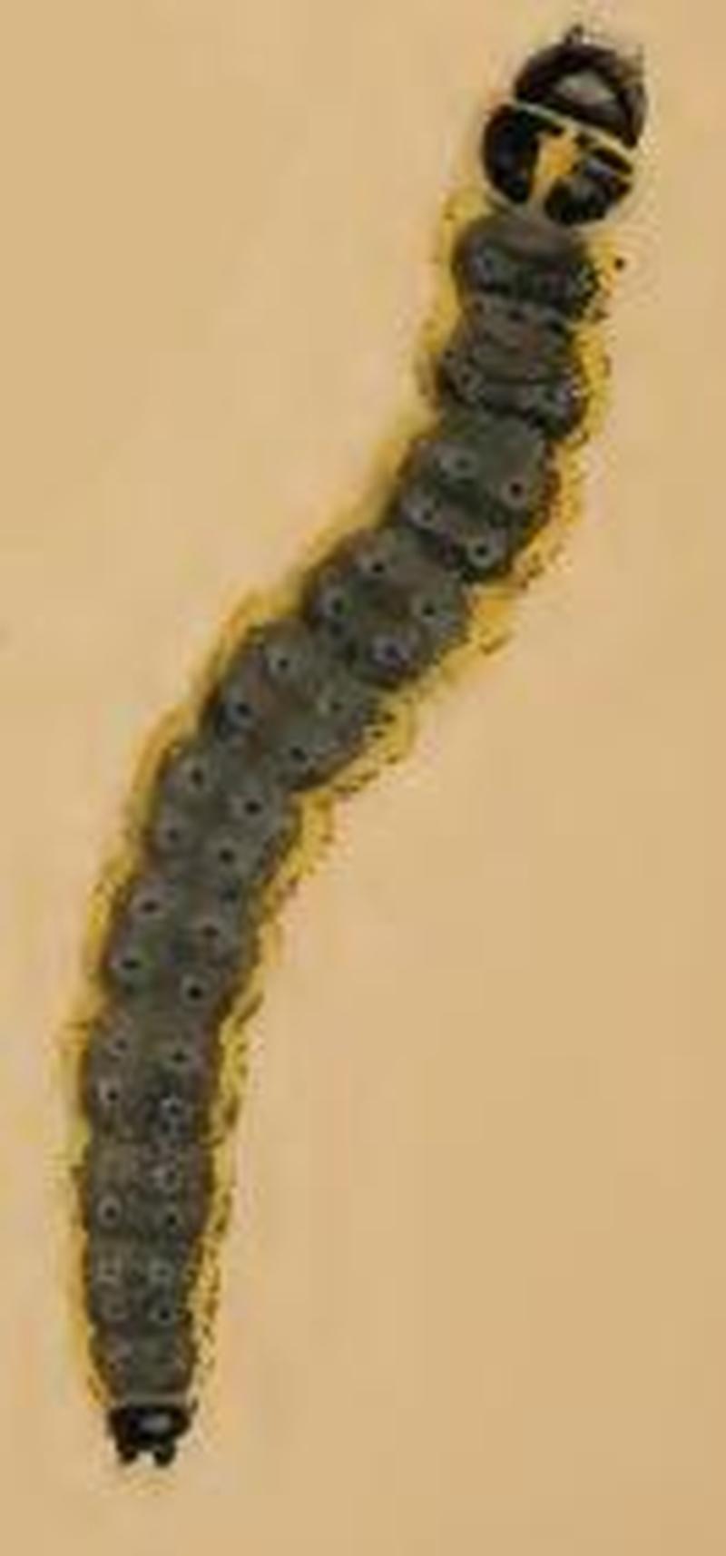 Agonopterix nervosa larva