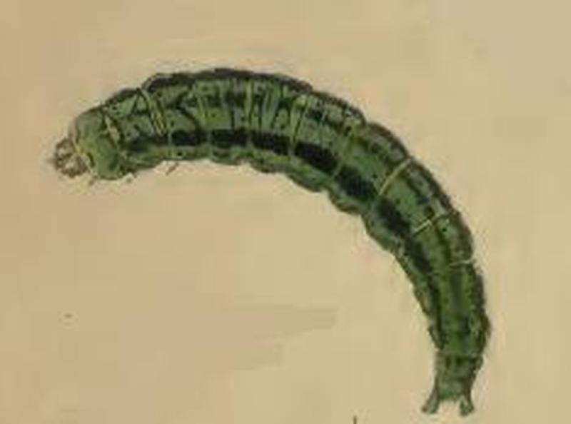 Agonopterix nodiflorella older larva