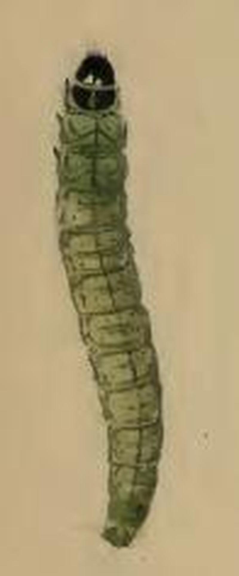 Agonopterix nodiflorella young larva
