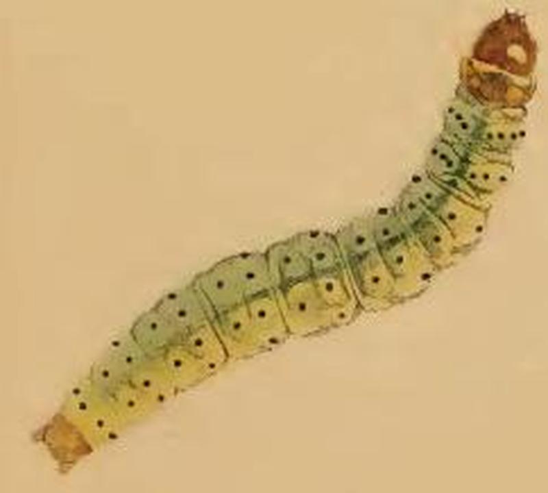Agonopterix parilella larva