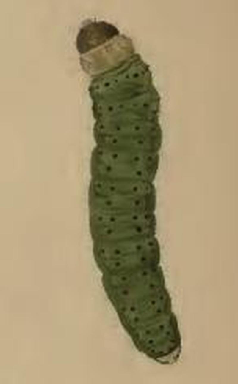 Agonopterix putridella larva