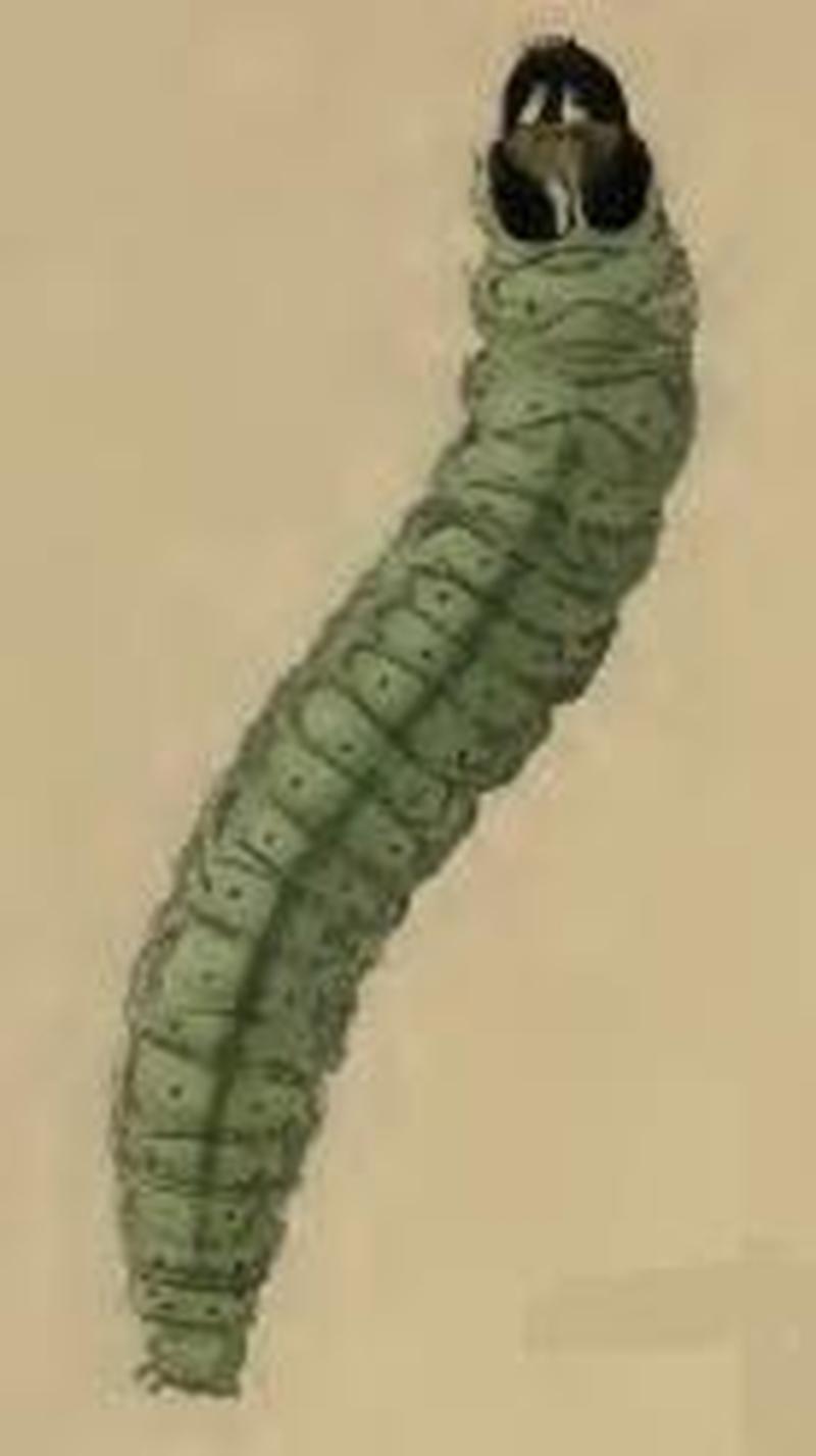 Agonopterix rutana larva