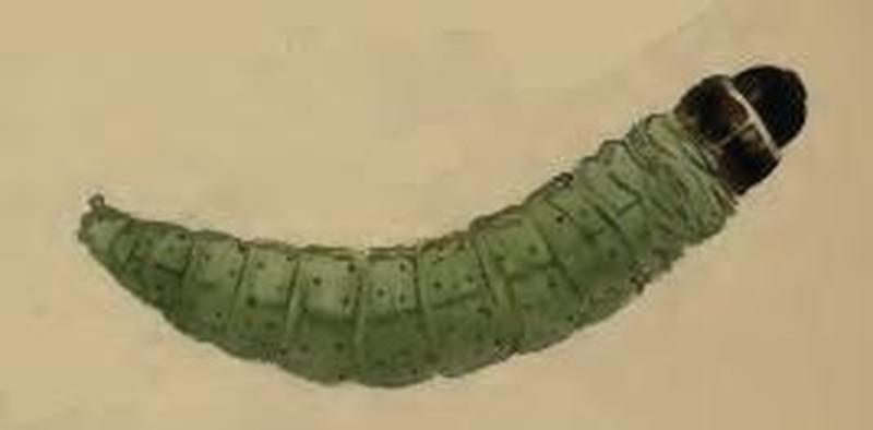 Agonopterix silerella larva