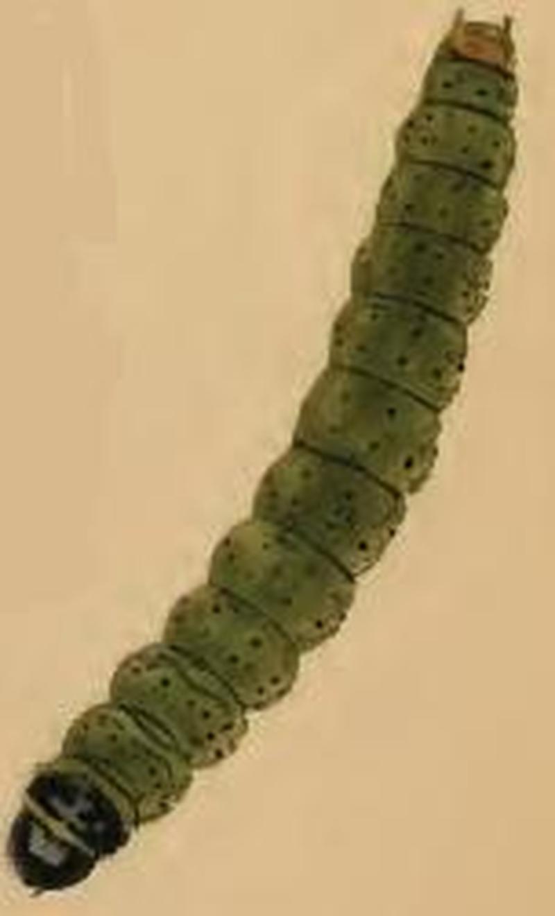 Agonopterix umbellana larva