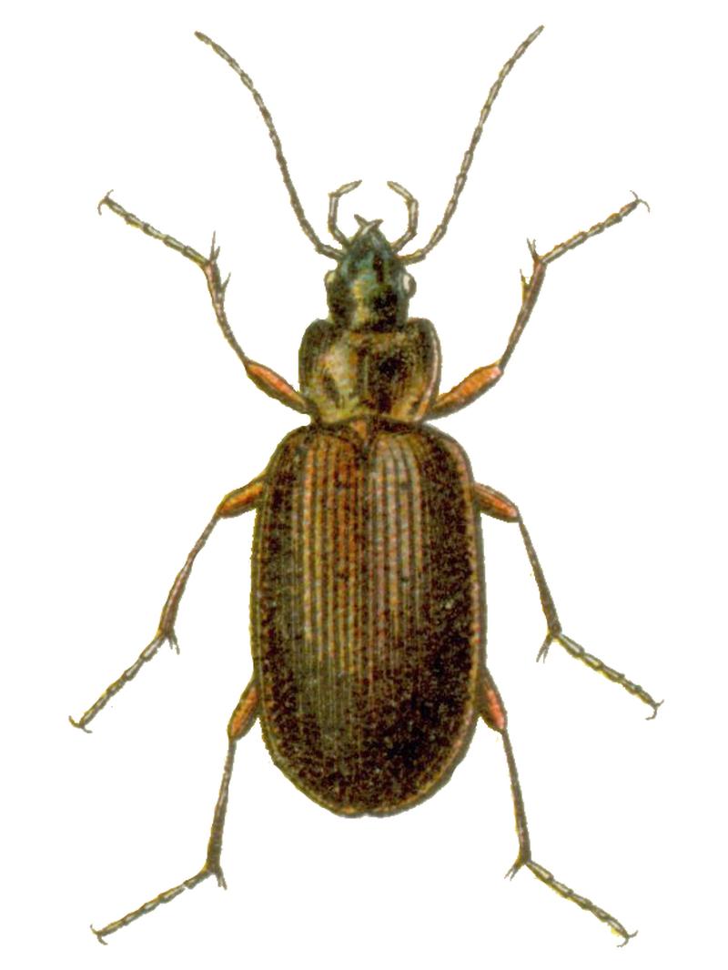 Agonum dolens