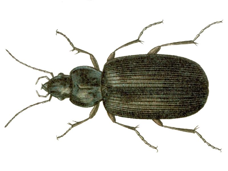 Agonum lugens