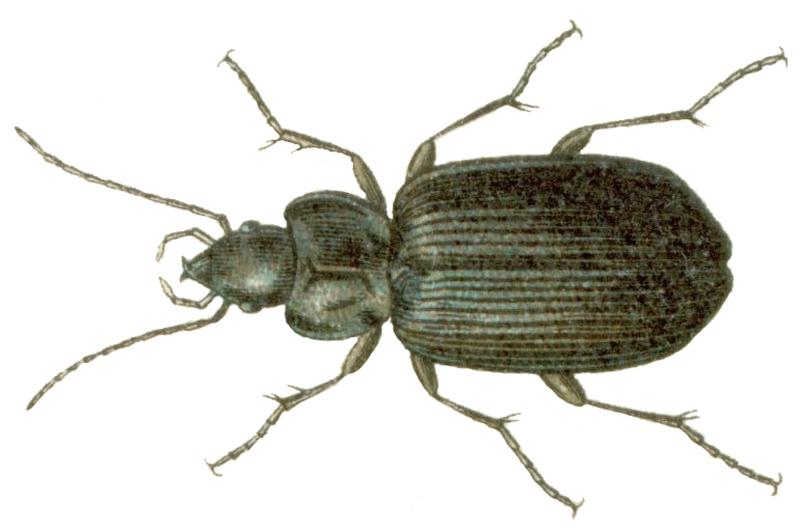 Agonum versutum