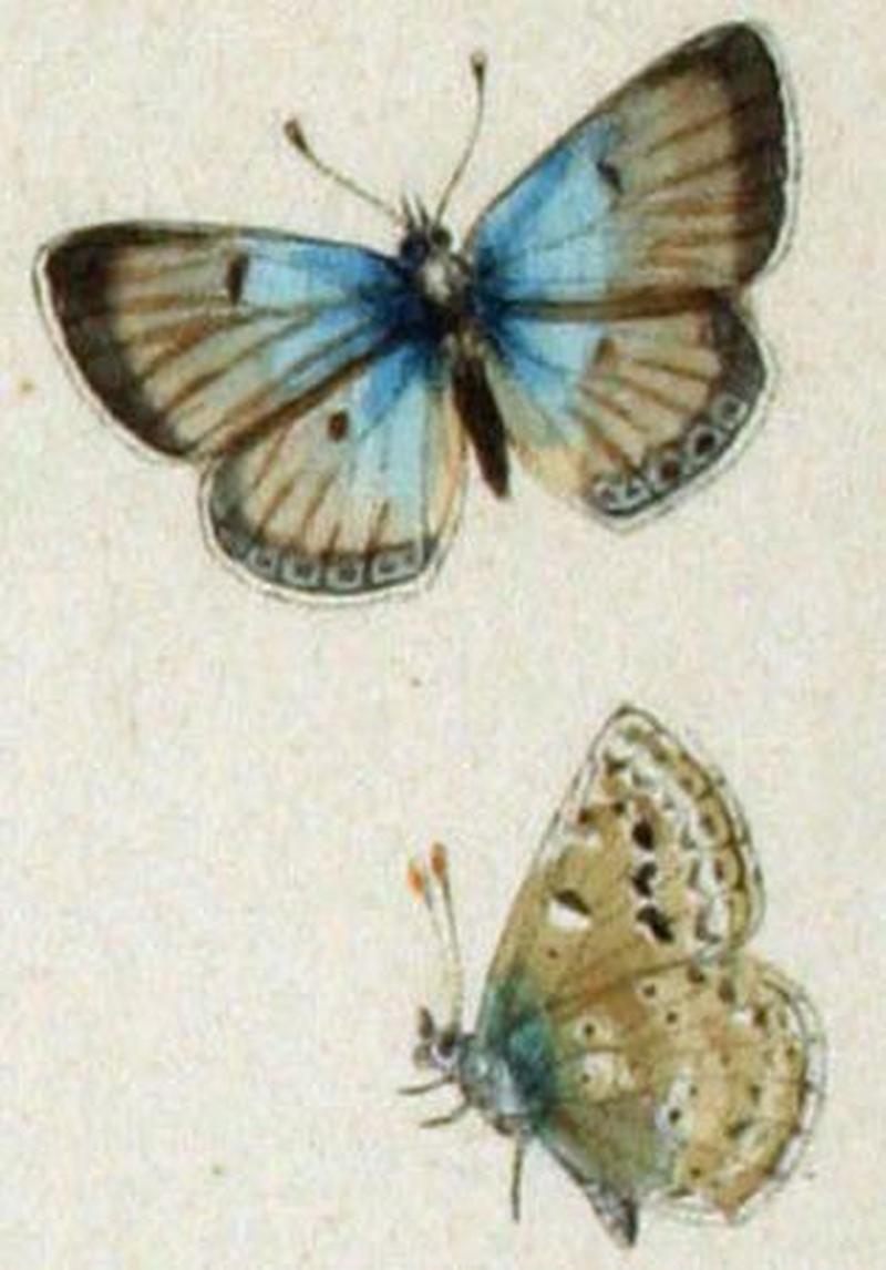 Agriades podarce