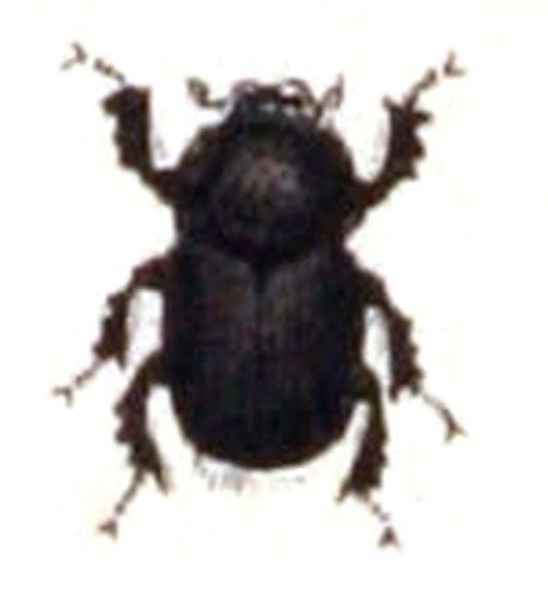 Agrilinus.ater.-.calwer.21.21