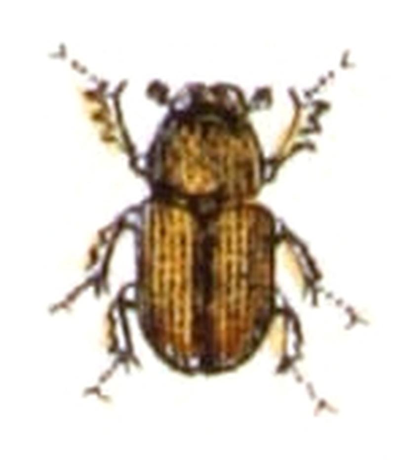 Agrilinus.rufus.-.calwer.21.26