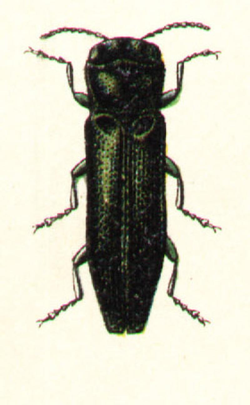 Agrilus angustulus