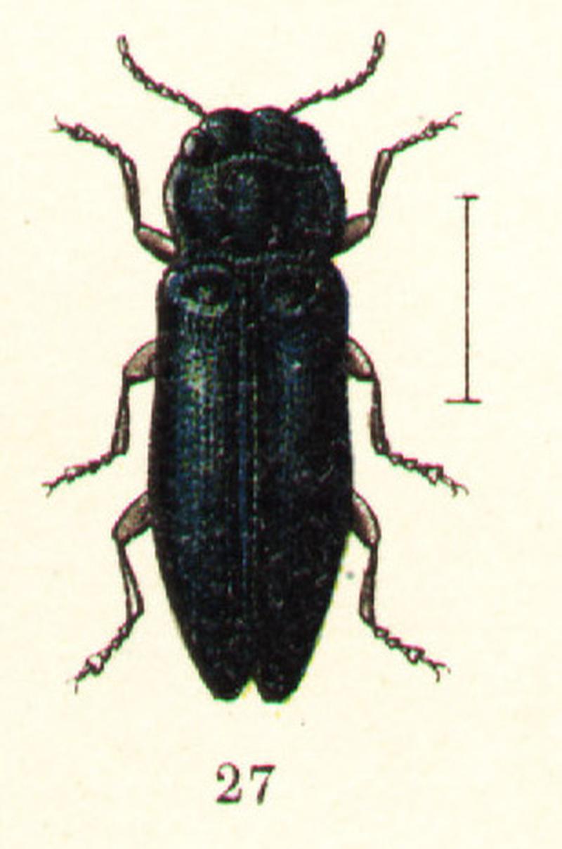 Agrilus coeruleus - Georgiy Jacobson - Beetles Russia and Western Europe - plate 35 (cropped)