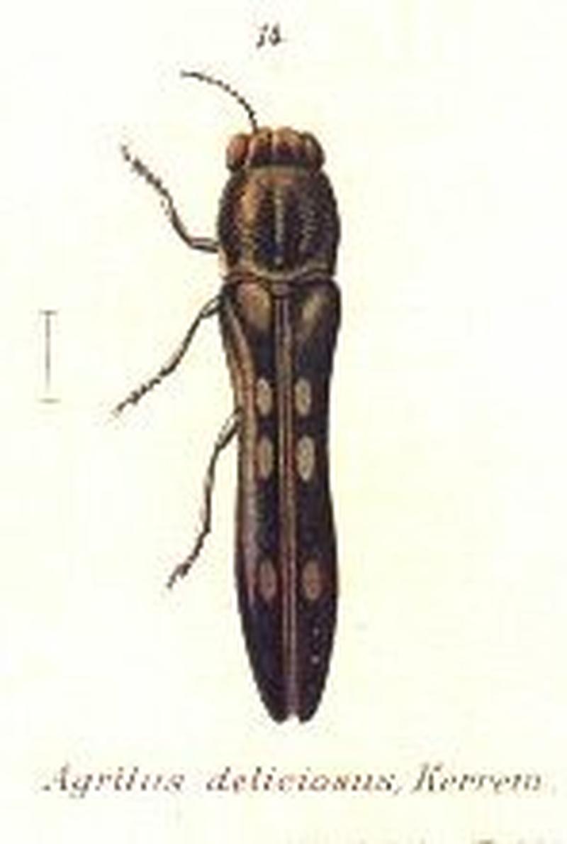 Agrilus deliciosus - Wytsman.Genera.Insectorum.Buprestidae.03 (cropped)