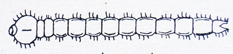 Agrilus larva Reitter