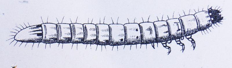 Agriotes lineatus larva