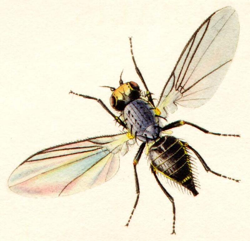 Napomyza lateralis