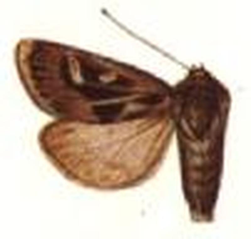 Agrotiphila alascae