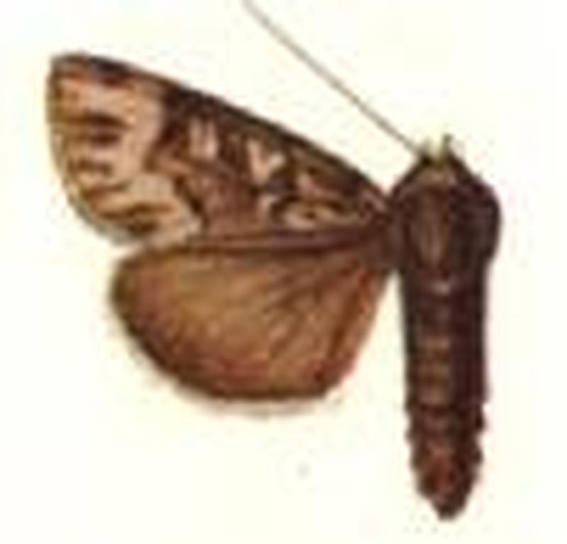 Agrotiphila staudingeri